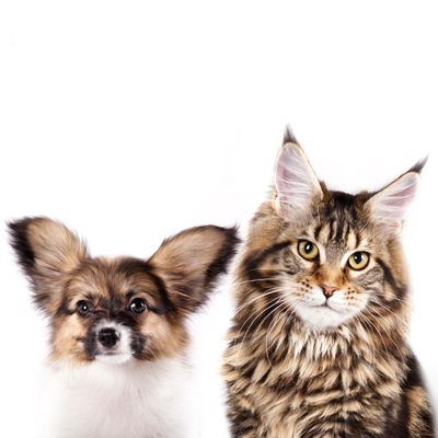 River Rapids Pet Hospital + Clinic